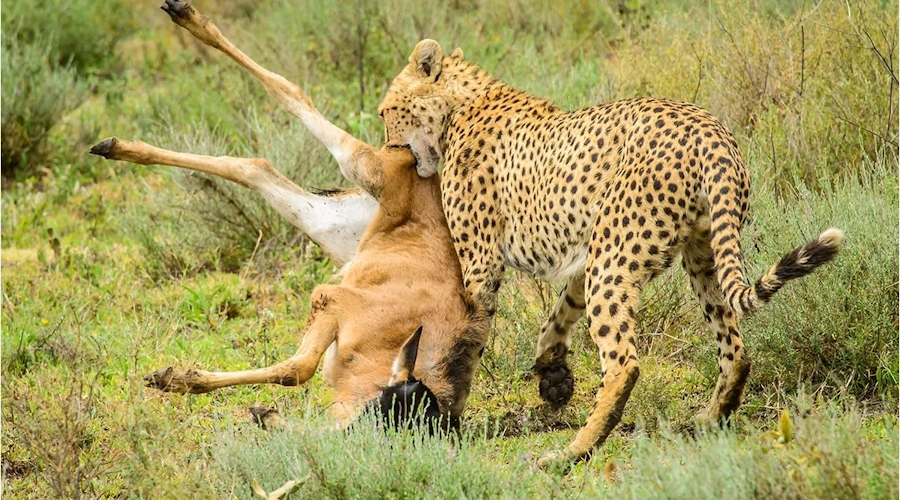 10 DAYS COMBINED KENYA AND TANZANIA SAFARI