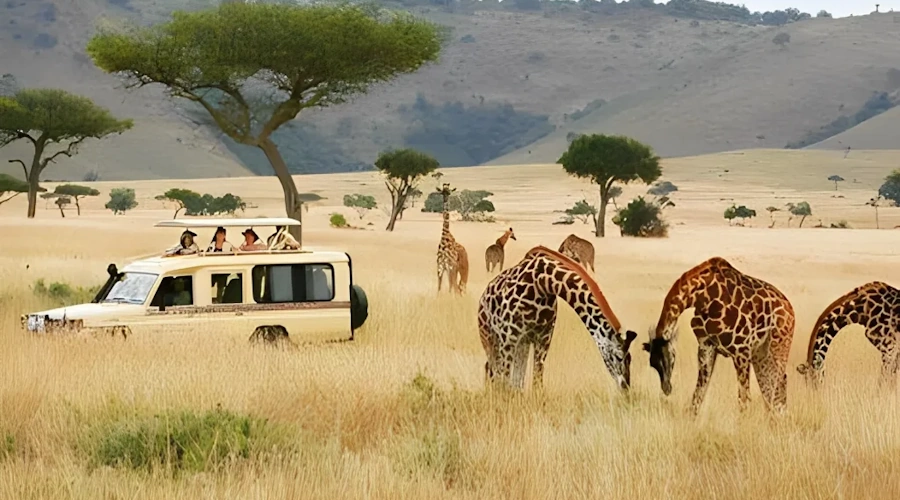 3 DAYS MASAI MARA SAFARI