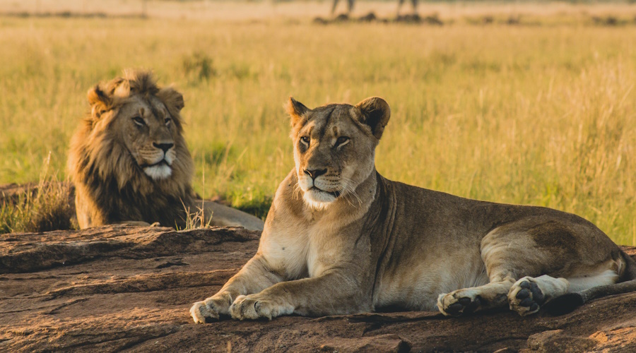 Male and female lions laying on the sand and resting in vast grasslands