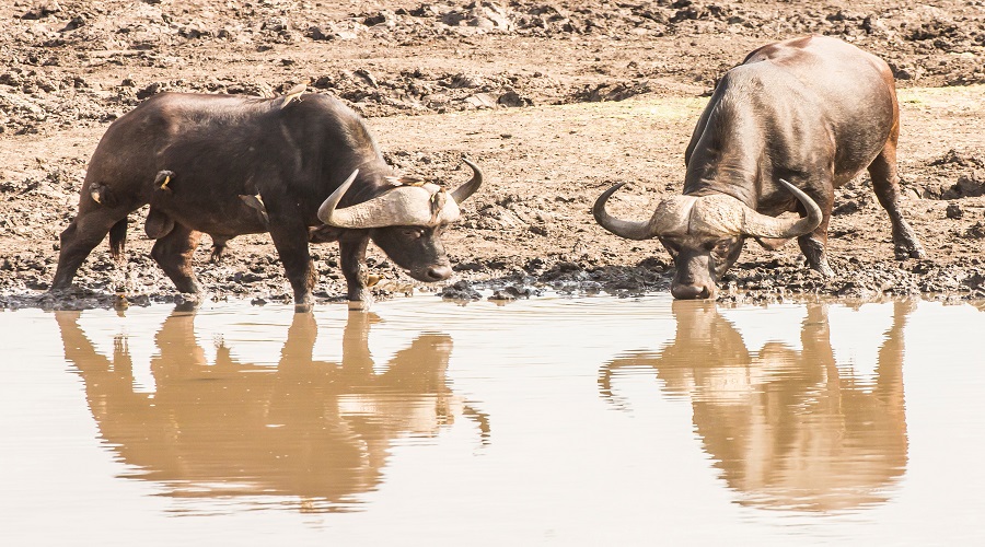 5 DAYS MANYARA – NGORONGORO